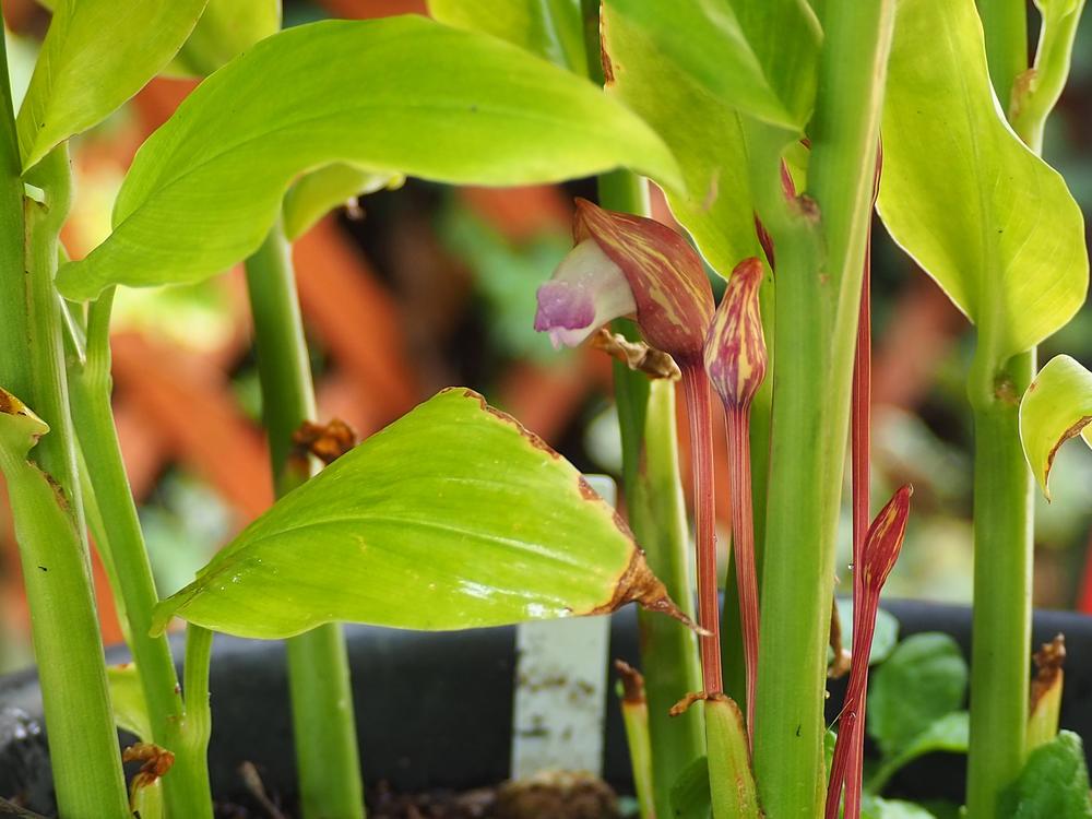 寄生植物のナンバンギセルが咲いていますの写真
