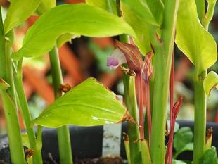 寄生植物のナンバンギセルが咲いています