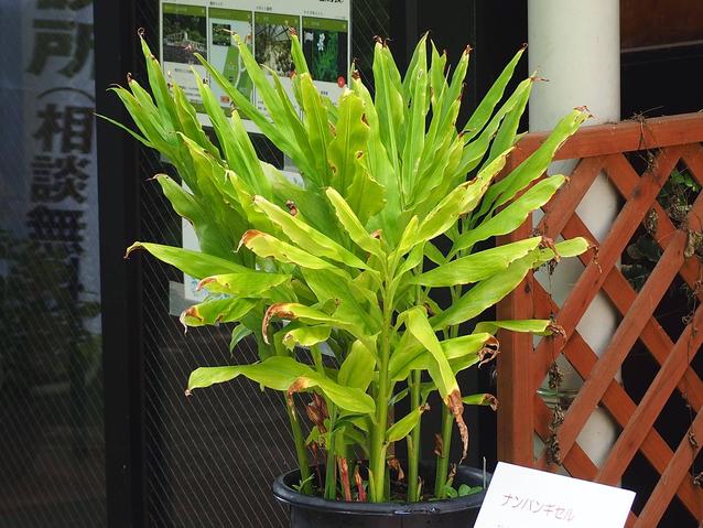 ナンバンギセル4.jpgのサムネイル画像