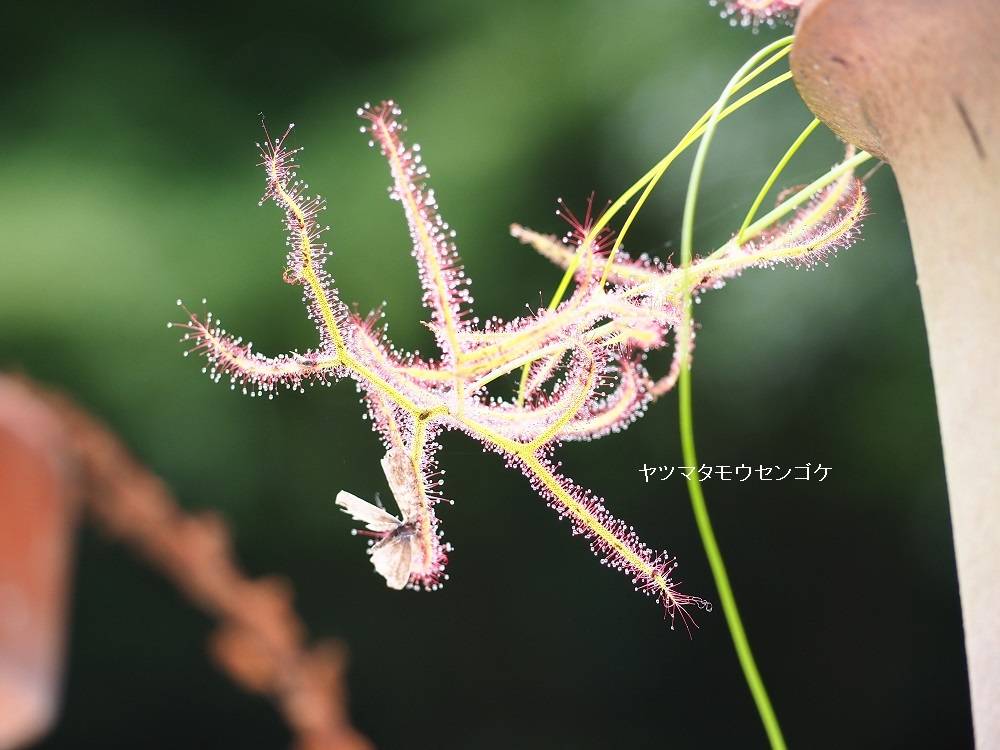 さまざまな食虫植物を展示していますの写真