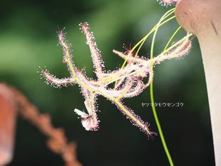さまざまな食虫植物を展示しています