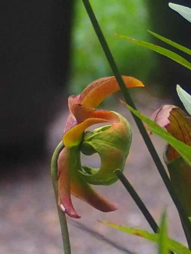 ヘイシソウの雄蕊・雌蕊1.jpgのサムネイル画像