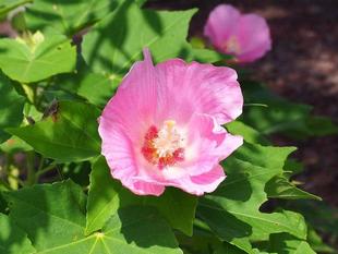 フヨウとムクゲ