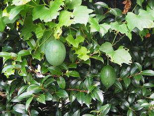 キカラスウリが実を結んでいます