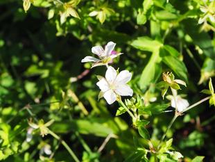 紅白の小さい花「ゲンノショウコ」が咲いています