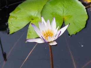 熱帯性スイレンを展示中