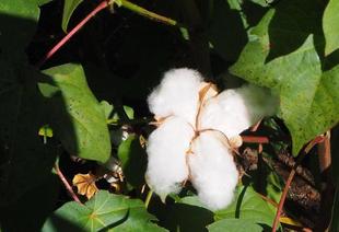 フワフワ、もこもこの綿花が薬草園で見られます