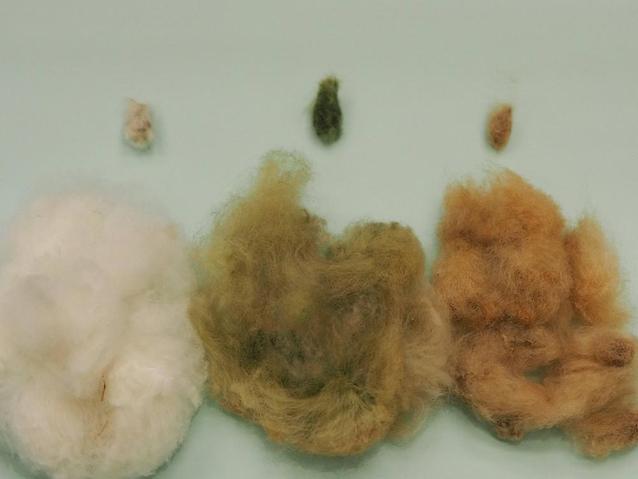 綿色の比較3.jpgのサムネイル画像