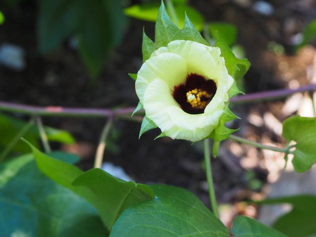ワタの花黄色1.jpg