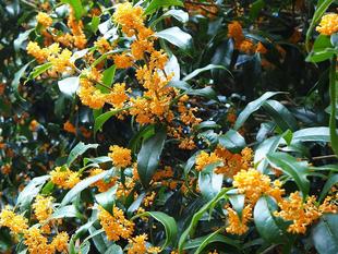 キンモクセイが満開です