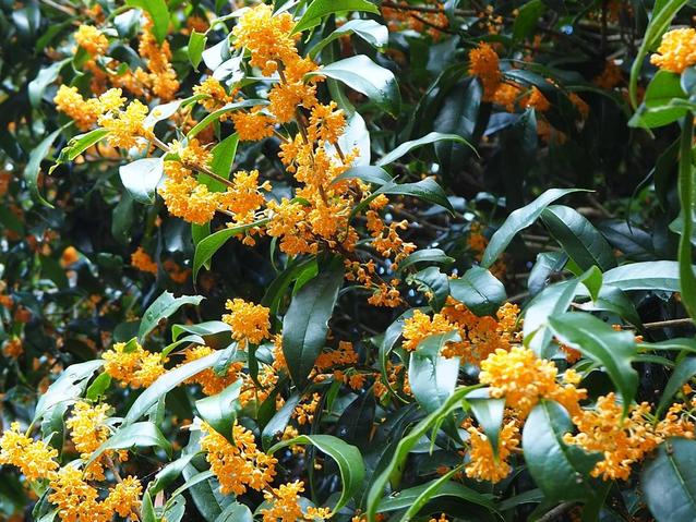 キンモクセイ2 (1).jpg