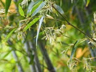 吉兆のきざし？... タケの開花