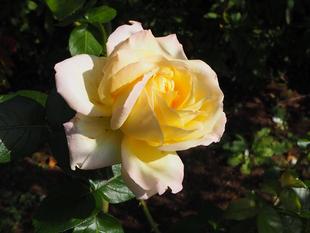 世界の平和を願って名付けられたバラ