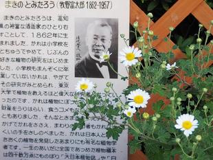 牧野博士と野菊