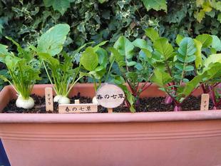 「春の七草」の展示をしています