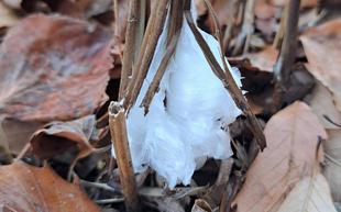 寒い朝に霜華が見られます