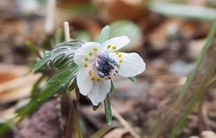 セツブンソウの花が咲きました