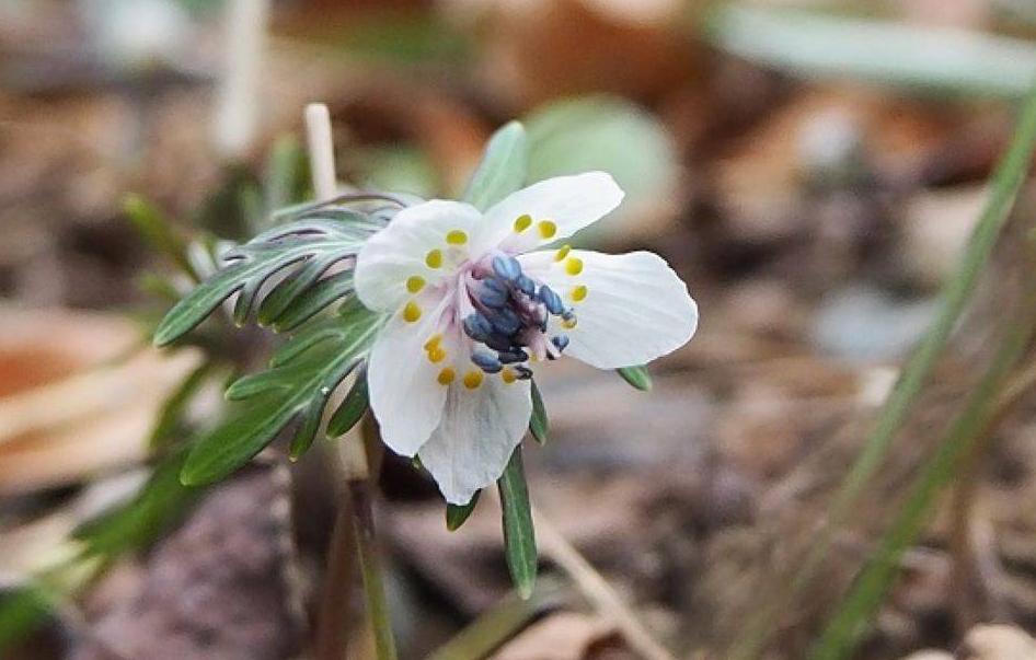 セツブンソウの花が咲きましたの写真