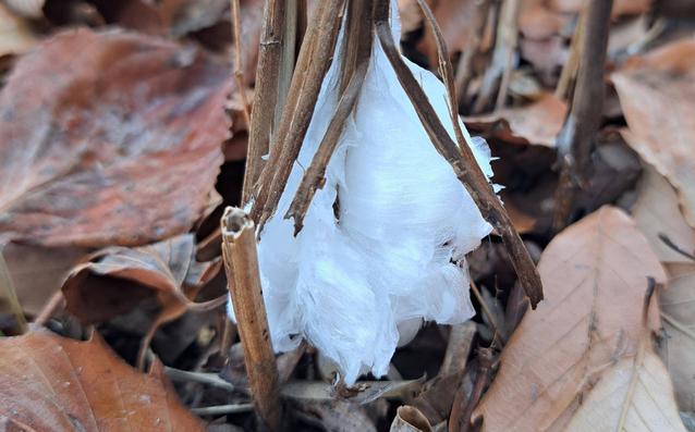 20240114_シモバシラ1アップ.jpgのサムネイル画像