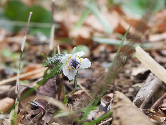セツブンソウ.jpgのサムネイル画像