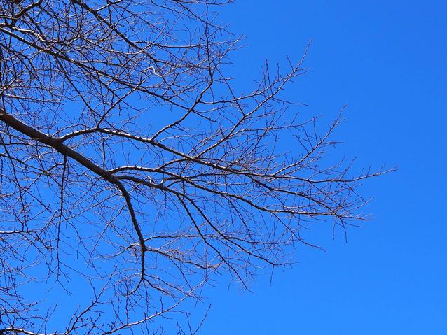 ソメイヨシノ1.jpgのサムネイル画像