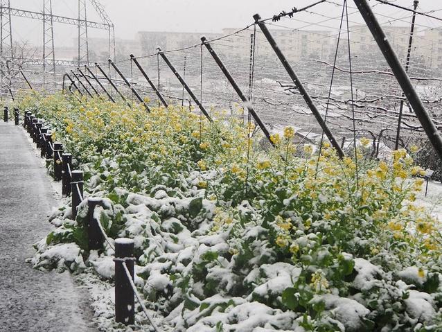 雪の果物園.jpg
