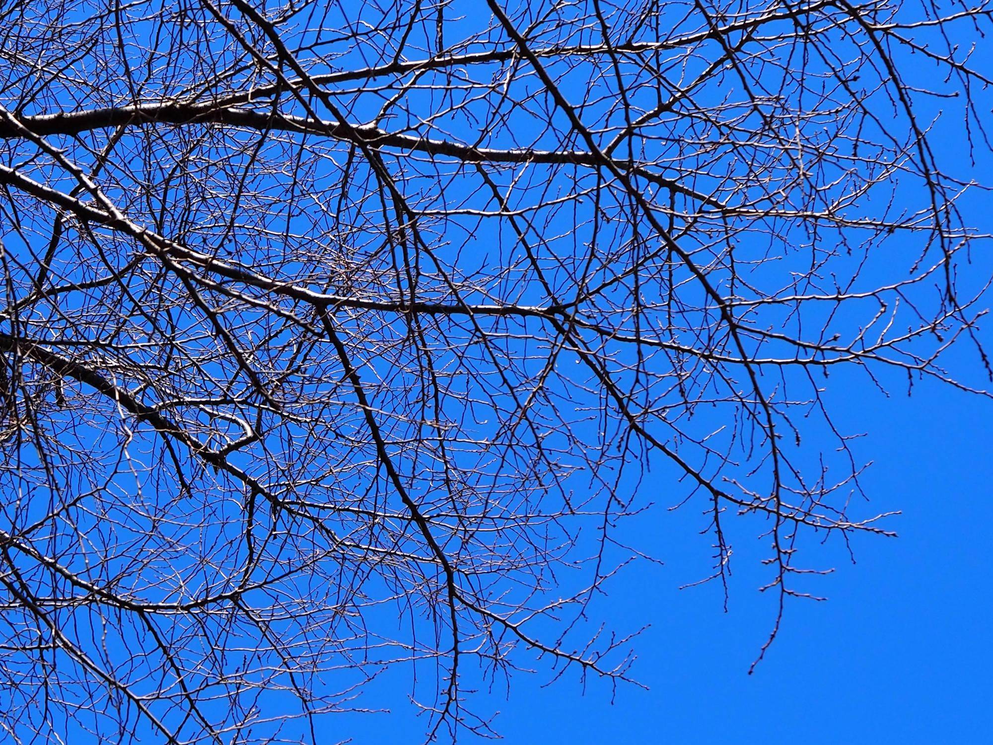 2024年の桜開花状況をお知らせしていきますの写真