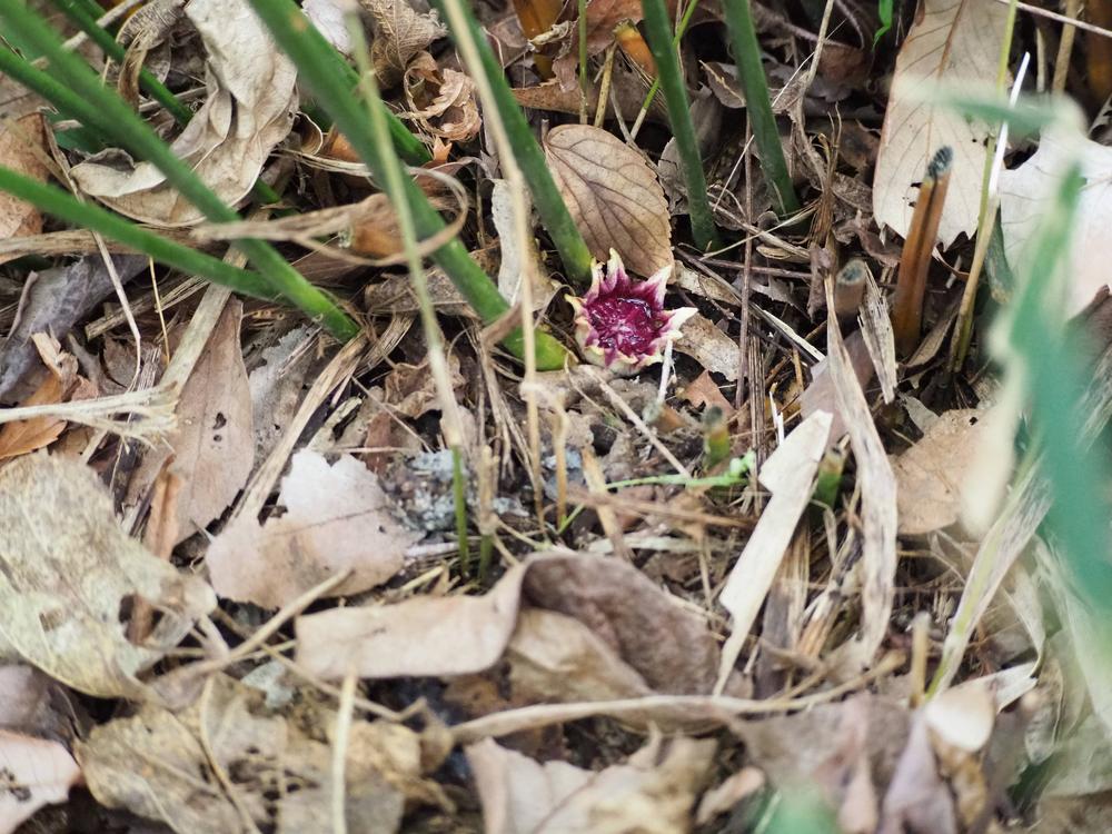 ハランの花が咲いていますの写真