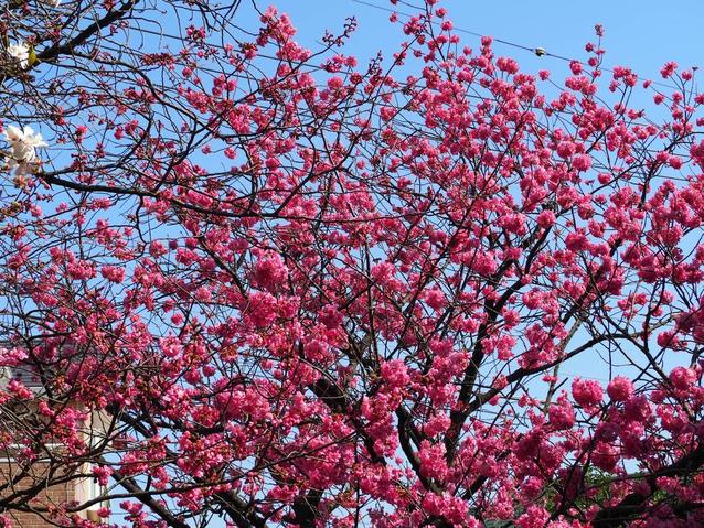 20240331横浜緋桜2  (1).jpg