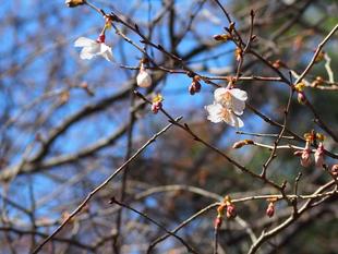 マメザクラが開花しました