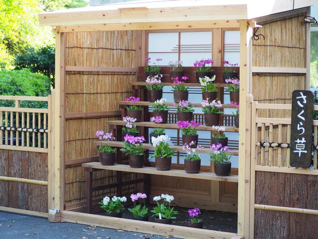 2024さくらそう展中央.jpgのサムネイル画像