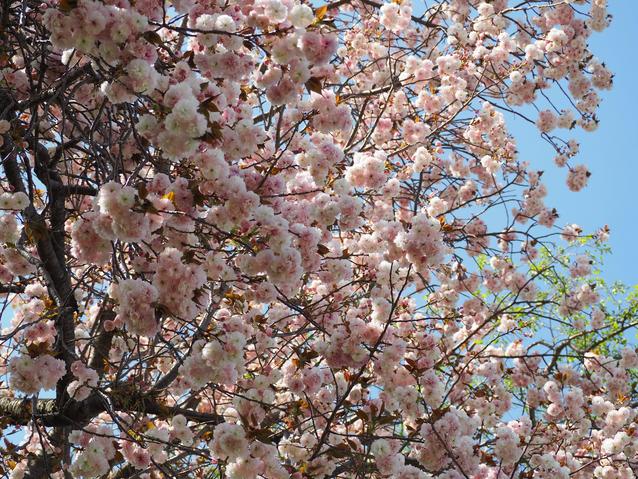 20240419サトザクラ.jpg