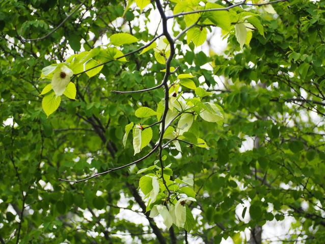 2024ハンカチノキ.jpgのサムネイル画像