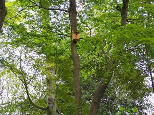 自然観察林に巣箱をかけました