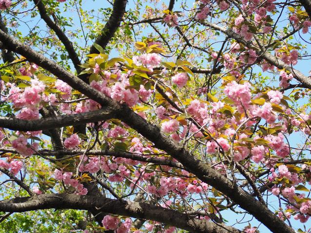 20240419サトザクラ2.jpg
