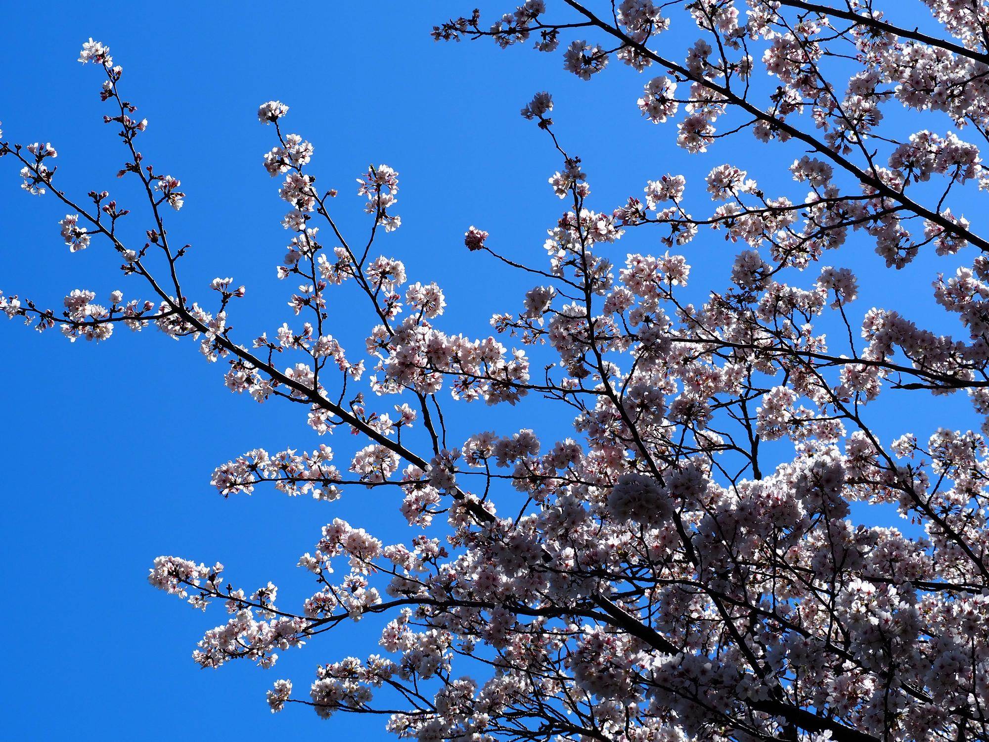 春の嵐のそのあとで・・・。の写真