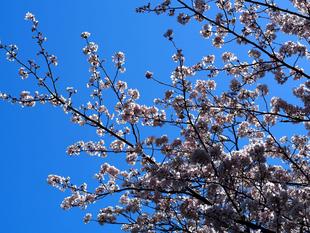 春の嵐のそのあとで・・・。