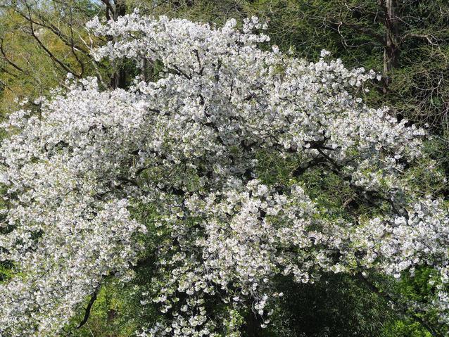 20240410温室横オオシマザクラ2 (1).jpg