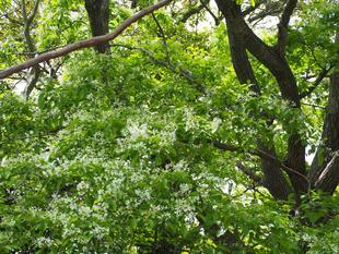 ヒトツバタゴの花が咲き始めました