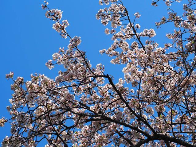 20240410ソメイヨシノ2.jpg
