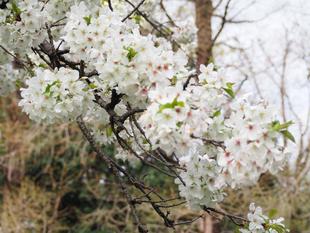 ソメイヨシノが満開になりました