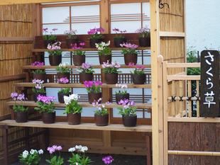 さくらそう展を期間延長して展示します。