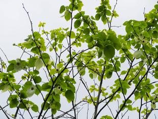 ハンカチノキが咲いています