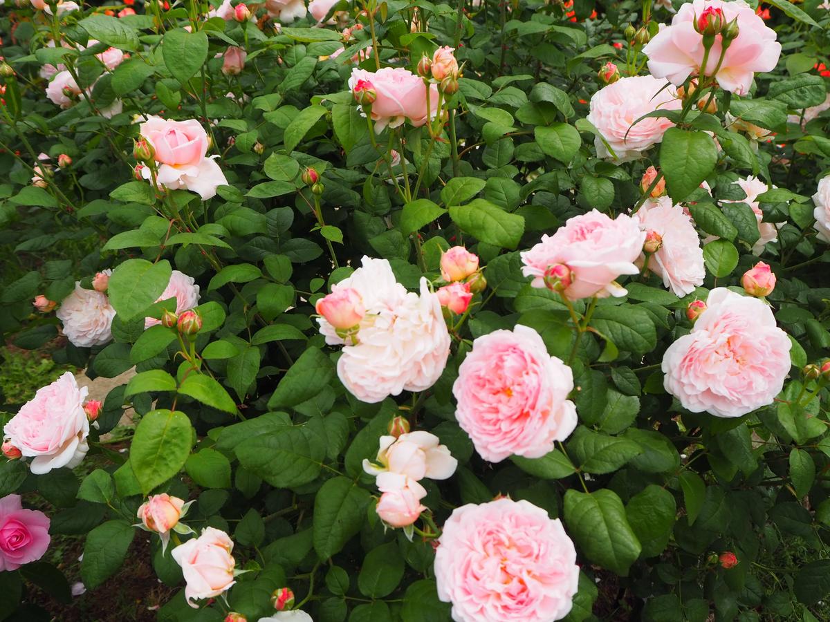 プリンセスの名がつけられているバラが見頃を迎えています|｜ブログ