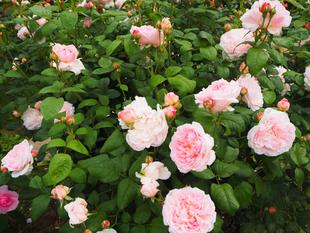 プリンセスの名がつけられているバラが見頃を迎えています