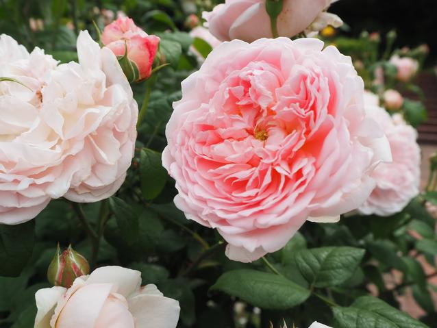 2024エグランタインマサコ.jpgのサムネイル画像