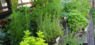 みどりの相談所前にハーブを展示しています