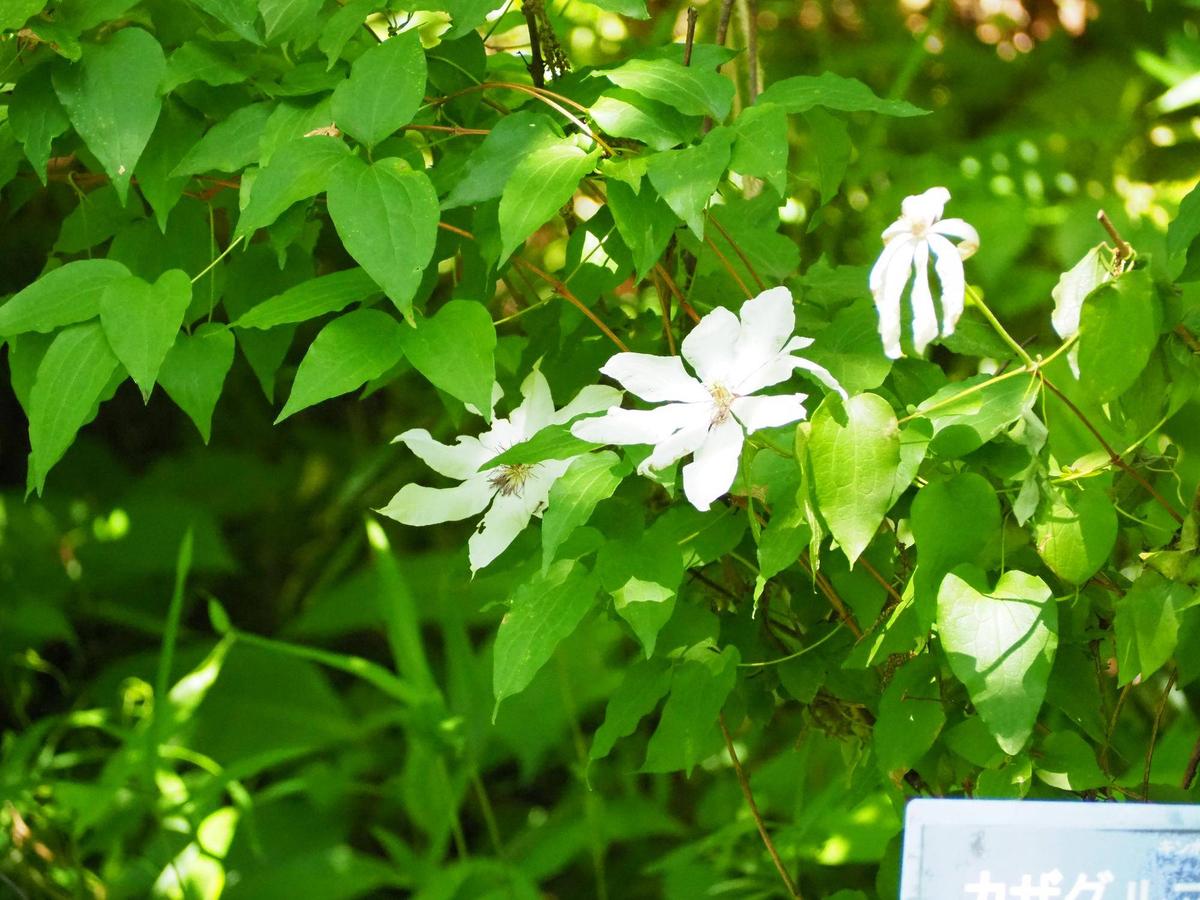 【かにかま様・おまとめ】 ご確認ください 不健全ブリザードされてて草。