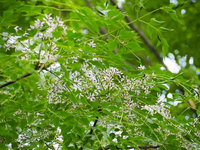 P5221154.jpgのサムネイル画像