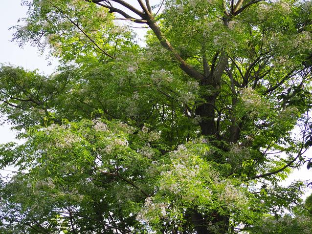 P5221158.jpgのサムネイル画像